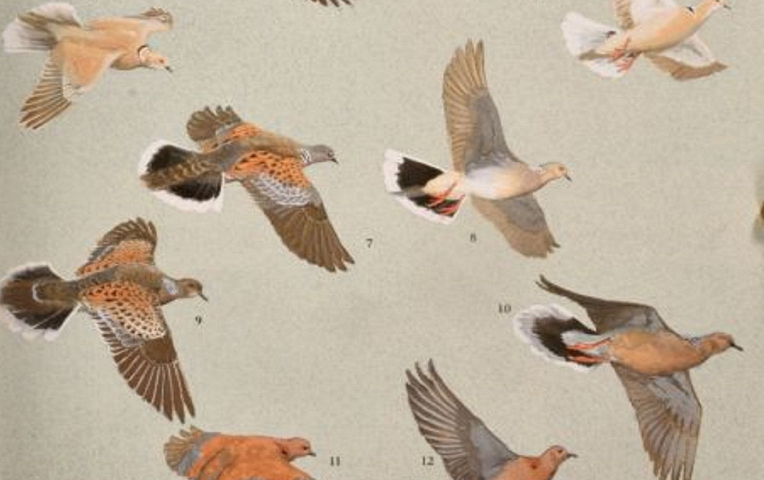 Editor's Choice: Number Sixteen 